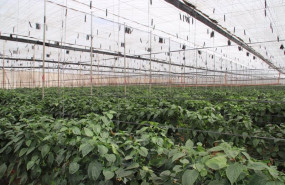 ep archivo   canarias destina 34 millones de euros en ayudas para la suscripcion de seguros agrarios