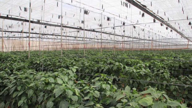 ep archivo   canarias destina 34 millones de euros en ayudas para la suscripcion de seguros agrarios