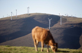 ep archivo   una vaca pasta frente a un grupo de aerogeneradores en el parque eolico de o fiouco de