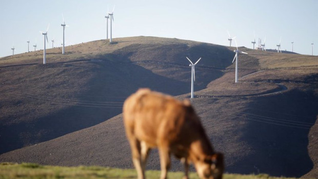 ep archivo   una vaca pasta frente a un grupo de aerogeneradores en el parque eolico de o fiouco de