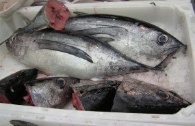 ep capturapescado