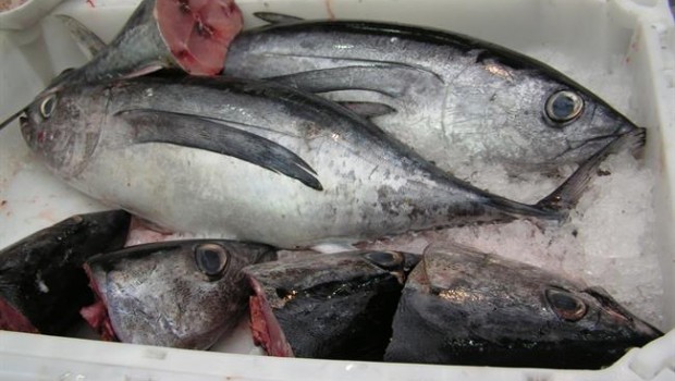 ep capturapescado