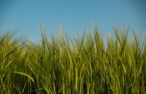 ep cereales campo cultivo