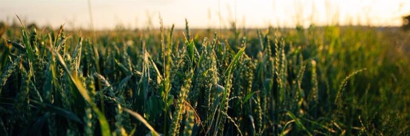 Cultivo de biocombustible | EA GREEN ENERGY ep cultivo de biocombustible