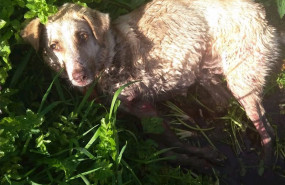 ep la perra que fue disparada y golpeada por un cazador este sabado en el municipio lucense de