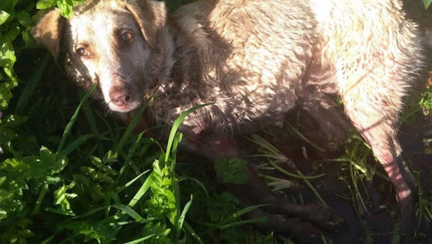 ep la perra que fue disparada y golpeada por un cazador este sabado en el municipio lucense de