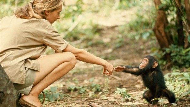 ep la primatologa jane goodallacriaun primate