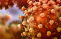 cbvirus 23q888 cbvirus 23q888