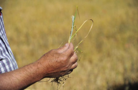 ep archivo   un agricultor muestra los efectos de la sequia en el cereal