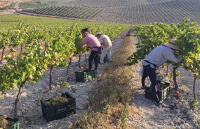 ep archivo   vendimia de pedro ximenez en un vinedo cordobes