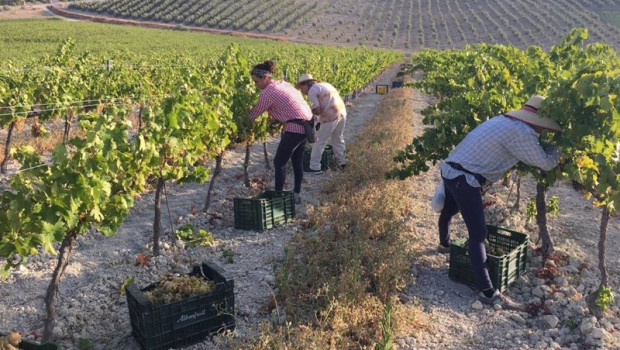 ep archivo   vendimia de pedro ximenez en un vinedo cordobes