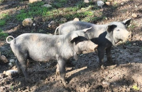 ep cerdos 20251205164704