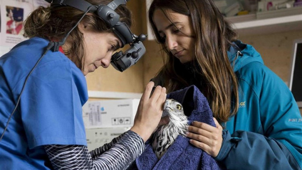 ep controtopillo buitre negro y aguila bonelli