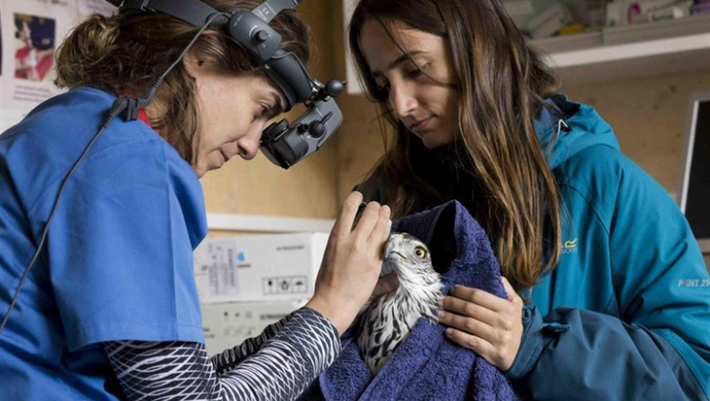 Contro del topillo, buitre negro y águila Bonelli | GREFA ep controtopillo buitre negro y aguila bonelli