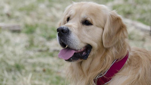 ep las mascotas ayudan a superar la perdida del conyuge