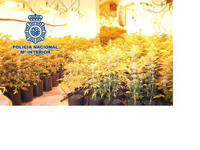 Marihuana intervenida por la Policía en varias provincias andaluzas | EUROPA PRESS/POLICÍA ep marihuana intervenidala policiavarias provincias andaluzas