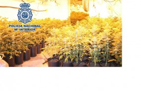 ep marihuana intervenidala policiavarias provincias andaluzas