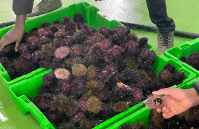 ep oricios erizos de mar capturados en asturias