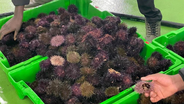 ep oricios erizos de mar capturados en asturias