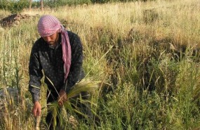 ep un agricultor siegaun campotrigo