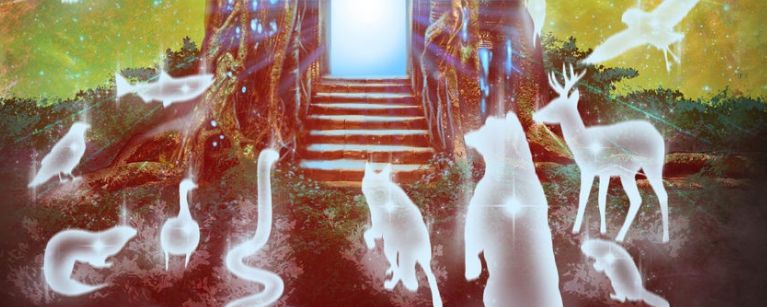 espirituscbanimales1