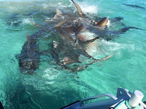 tiburones ballena