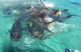 tiburones ballena tiburones ballena