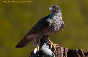 1584357979 azor producciones 1584357979 azor producciones