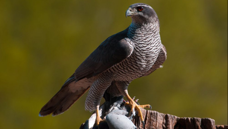 1584357979 azor producciones