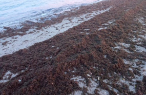 ep alga invasora en una playa de la linea de la concepcion cadiz ep alga invasora en una playa de la linea de la concepcion cadiz