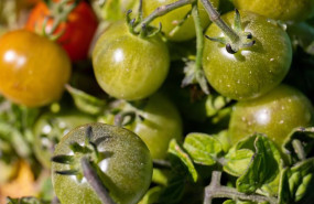 ep archivo   detalle de una planta de tomates cherry en un huerto