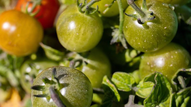 ep archivo   detalle de una planta de tomates cherry en un huerto