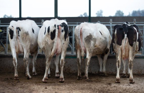 ep archivo   varias vacas lecheras comen pienso y cereales