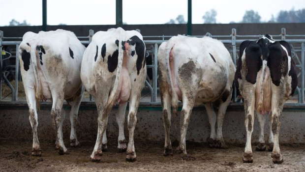 ep archivo   varias vacas lecheras comen pienso y cereales