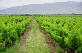 ep archivo   vinedo de rioja
