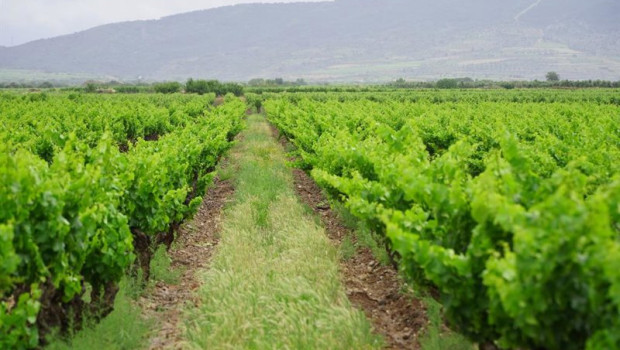 ep archivo   vinedo de rioja