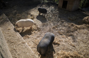 ep cerdos 20251222131805 ep cerdos 20251222131805