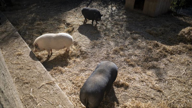 ep cerdos 20251222131805