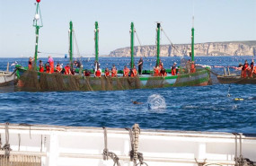 ep las almadrabas en la levanta del atun rojo en aguas de cadiz
