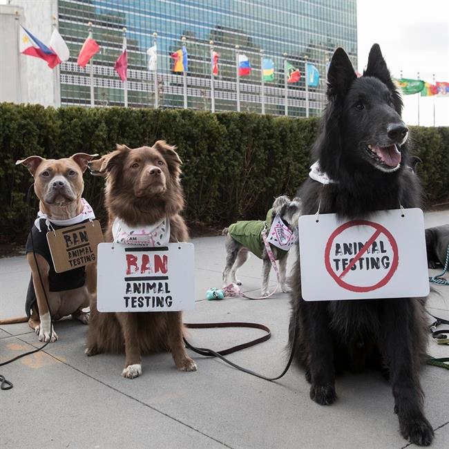 Protesta de perros contra la experimentación de cosméticos en animales en la ONU | THE BODY SHOP Y FREE INTERNATIONAL ep protestaperrosla experimentacioncosmeticosanimalesla onu