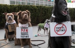 ep protestaperrosla experimentacioncosmeticosanimalesla onu