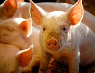 pig,swine,pork,bacon,animal, farm
