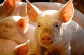 pig,swine,pork,bacon,animal, farm pig,swine,pork,bacon,animal, farm
