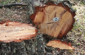 madera con nmero de identificacin