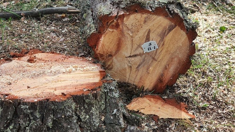 madera con nmero de identificacin