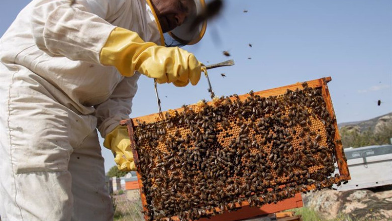 Archivo - Apicultor con abejas | Rafael Bastante - Europa Press - Archivo ep archivo apicultor con abejas
