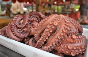 ep archivo la veda de la captura de pulpo en galicia comenzara a las 1600 horas de este viernes ep archivo la veda de la captura de pulpo en galicia comenzara a las 1600 horas de este viernes