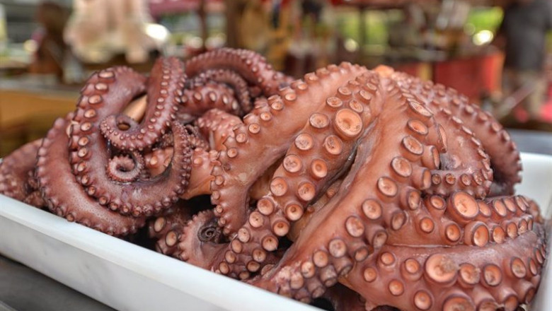 ep archivo la veda de la captura de pulpo en galicia comenzara a las 1600 horas de este viernes ep archivo la veda de la captura de pulpo en galicia comenzara a las 1600 horas de este viernes