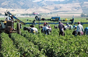 ep archivo trabajadores en el campo 20230807141403 ep archivo trabajadores en el campo 20230807141403