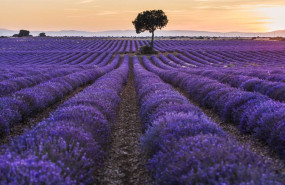 ep archivo un campo de lavanda ep archivo un campo de lavanda